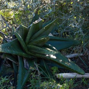 Gasteria excelsa (Hunt's Drift)