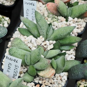 Gasteria vlokii