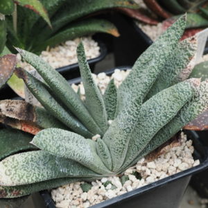 Gasteria verucosa x glomerata
