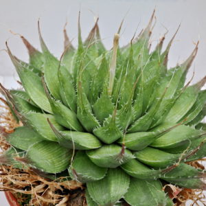 Haworthia decipiens (S of Aberdeen) IB11539,GM547
