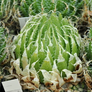 Haworthia decipiens var minor (NW Die Bordjie) IB11544,MBB6587,JDV 97/129