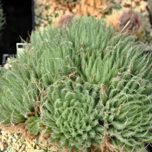 Haworthia tenera (Hunt's Drift, SW Peddie, N2)
