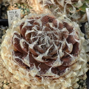 Haworthia semiviva (20km SE Middelpos)
