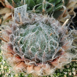 Haworthia bolusii (Spandanville, 3km SWW Graaff Reinet) IB7002