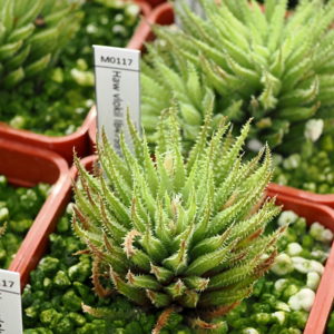 Haworthia vlokii (E. Prince Albert) IB4799