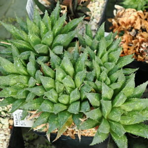 Haworthia calcarea (De Hoop)