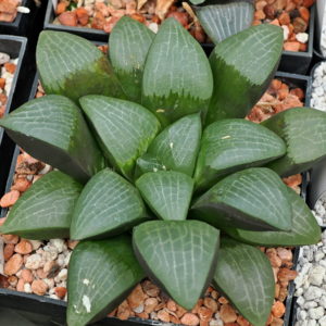 Haworthia bayeri (Uniondale at the fort) IB10322,VDV149