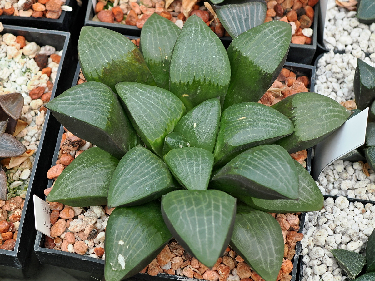 Haworthia bayeri (Uniondale at the fort) IB10322,VDV149