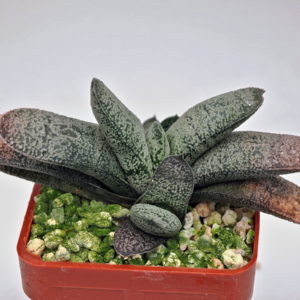 Gasteria baylissiana