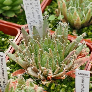 Haworthia tradowensis (near N-end of pass) IB14642