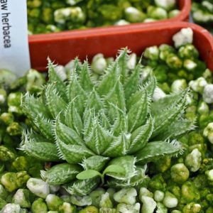 Haworthia herbacea