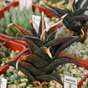 Haworthia nigra (Fish River) IB404