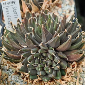 Haworthia arachnoidea var nigricans "scottii" (Welgerust) IB6617