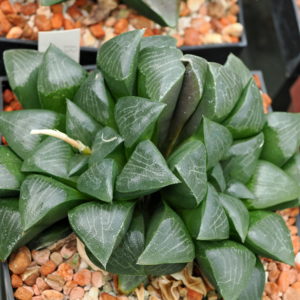 Haworthia bayeri "laeta" (De Rust) IB94