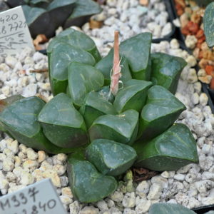 Haworthia mutica var nigra (Morning Staar) MBB7721