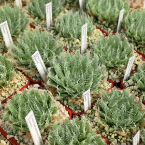 Haworthia blackbeardiana (Aliwal North) DMC13823