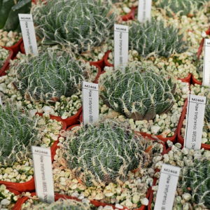 Haworthia tretyrensis (Noorspoort) IB8935