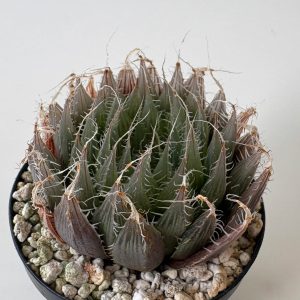Haworthia specksii IB6960 (2km N of Cathcart)