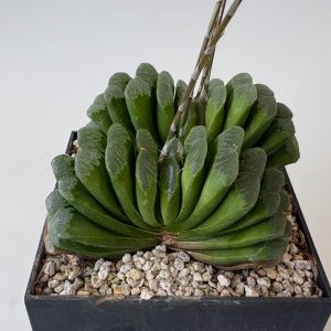 Haworthia truncata cv 'lime creem'