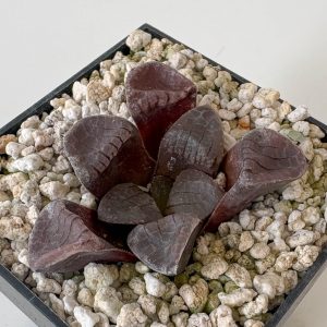 Haworthia springbokvlakensis GM390 (Cockscoms View, E of Springbokvlakte)