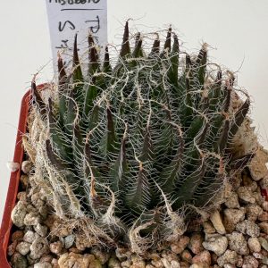 Haworthia tretyrensis 'pectinis' IB5981,MBB6610 (N of Steytlerville)
