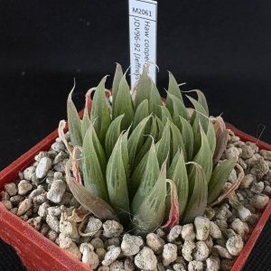 Haworthia cooperi var gordoniana 'jeffreys' JDV96-92 (Jeffreys Bay)
