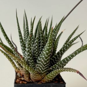 Haworthia minima (Hartenbosch, watter tower)